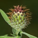 Centaurea salicifolia. Нераспустившееся соцветие. Республика Абхазия, окр. г. Сухум, р. Гумиста. 26.08.2009.