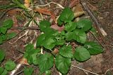 Viola selkirkii