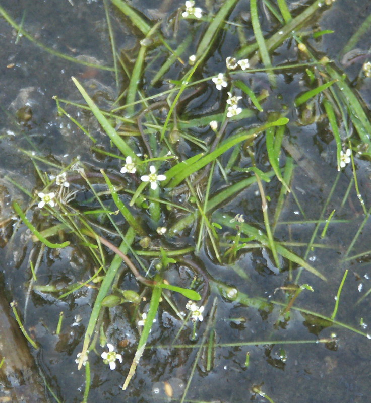 Изображение особи Subularia aquatica.