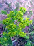 Euphorbia borodinii