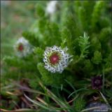 Pyrethrum pulchrum