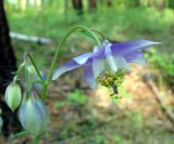 Aquilegia parviflora. Цветок. Республика Саха, окр. г. Якутска, тайга. 11.06.2012.