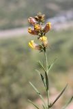 Linaria popovii