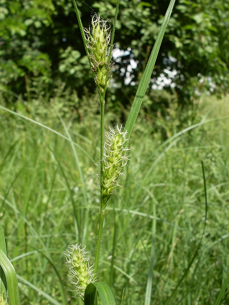 Изображение особи Carex hirta.