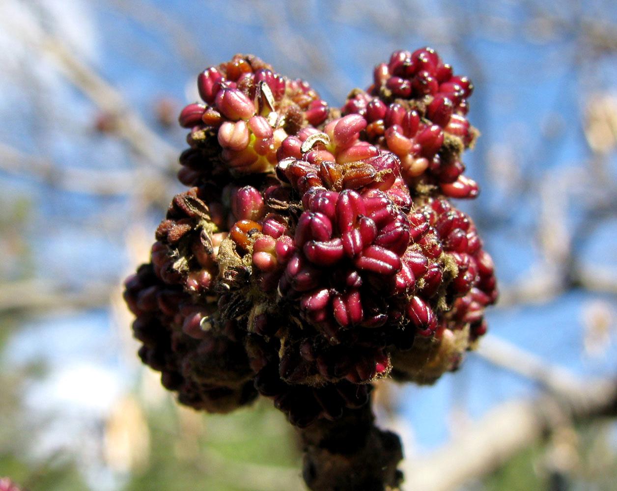 Изображение особи Fraxinus excelsior.