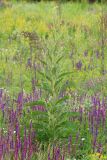 Verbascum lychnitis