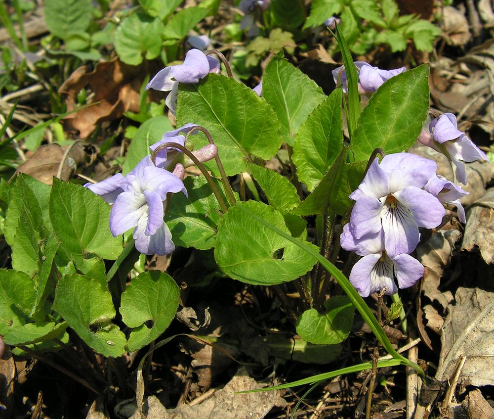 Изображение особи род Viola.