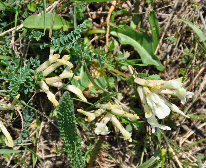 Изображение особи Astragalus polygala.
