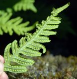 Polypodium vulgare. Верхушка вайи с сорусами (вид снизу). Норвегия, Бриксдайл. 04.07.2008.