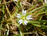 Cerastium semidecandrum