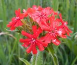 Lychnis chalcedonica