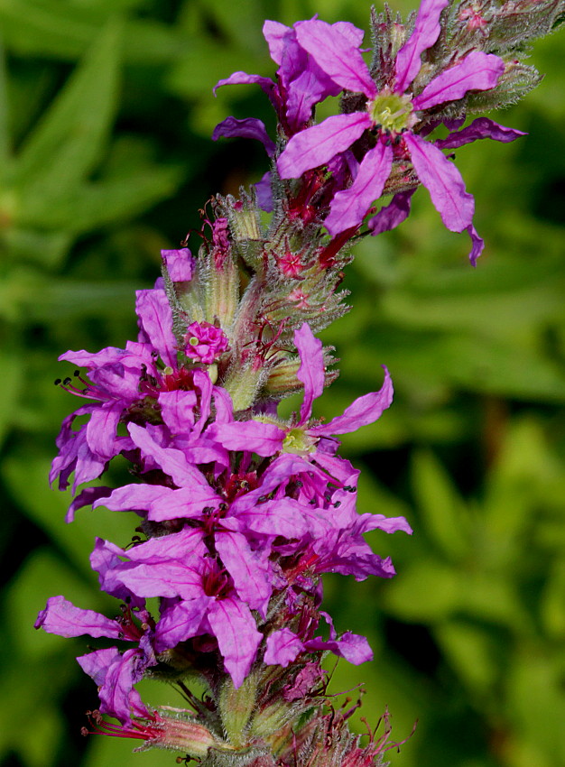 Изображение особи Lythrum salicaria.