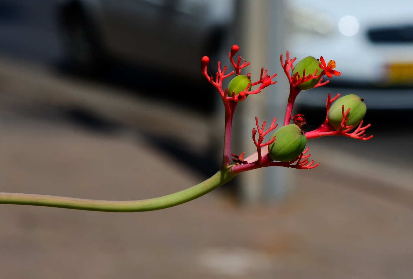 Изображение особи Jatropha podagrica.