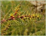 Salsola tragus. Верхушка растения с соцветиями (вид снизу). Чувашия, окр. г. Шумерля, ст. Кумашка, ж/д насыпь. 11 сентября 2009 г.