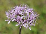 Allium quercetorum