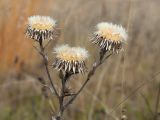 Carlina fennica