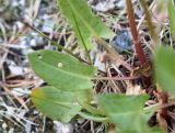 Rumex thyrsiflorus. Прикорневой лист. Карелия, Лоухский р-н, окр. пос. Чкаловский, каменистая осыпь на берегу Белого моря. 16.06.2015.