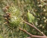 Arctium × mixtum