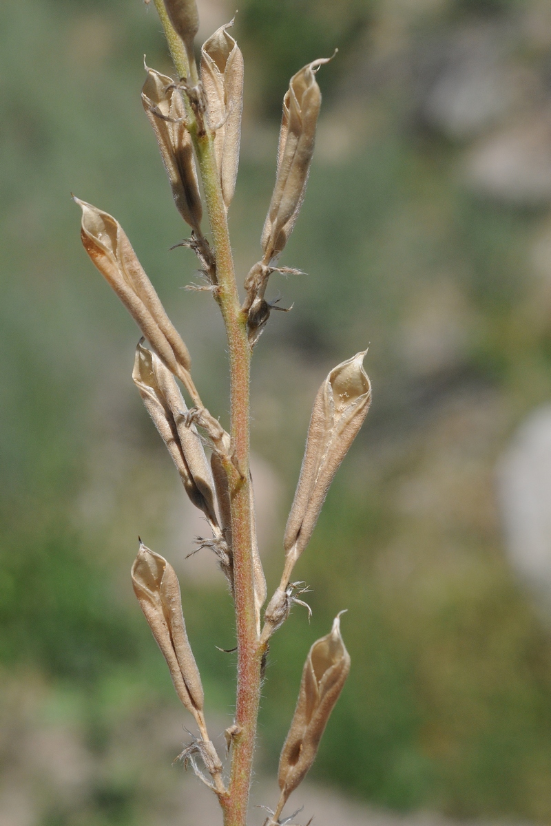 Image of Oxytropis ochroleuca specimen.