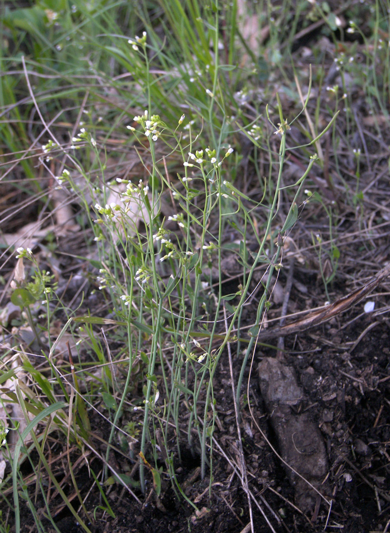Изображение особи Arabidopsis thaliana.