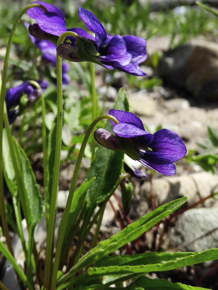 Image of Viola mandshurica specimen.