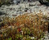 семейство Polytrichaceae