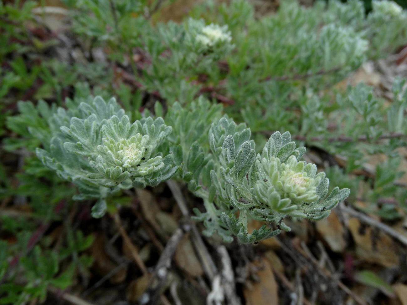 Image of genus Artemisia specimen.