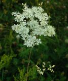 Filipendula vulgaris