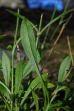 Silene saxatilis. Прикорневой лист (нижняя сторона). Республика Адыгея, Майкопский р-н, ок. 1 км севернее пос. Хамышки, южный склон горы Монах, выс. ок. 1000 м н.у.м., на скале. 20.08.2016.