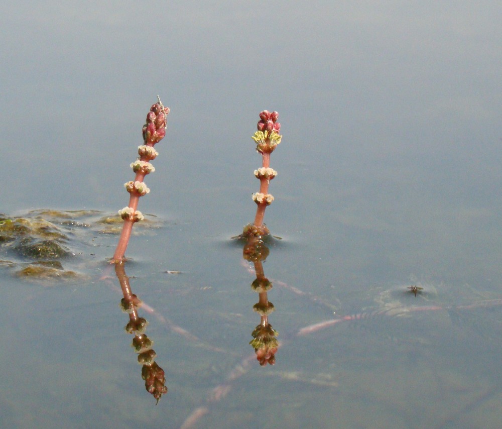 Image of Myriophyllum spicatum specimen.