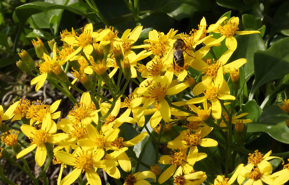 Изображение особи Senecio angulatus.