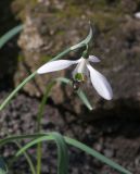 Galanthus cilicicus