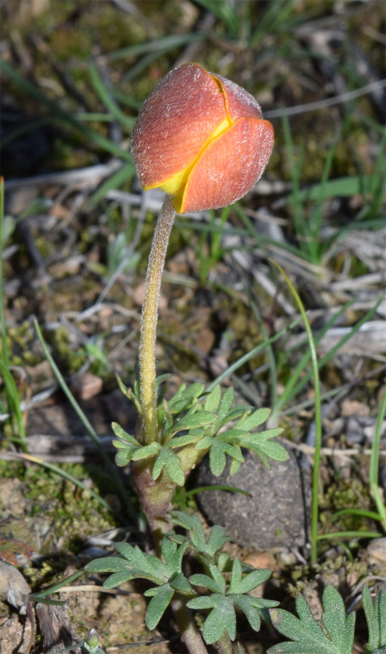 Изображение особи Anemone petiolulosa.