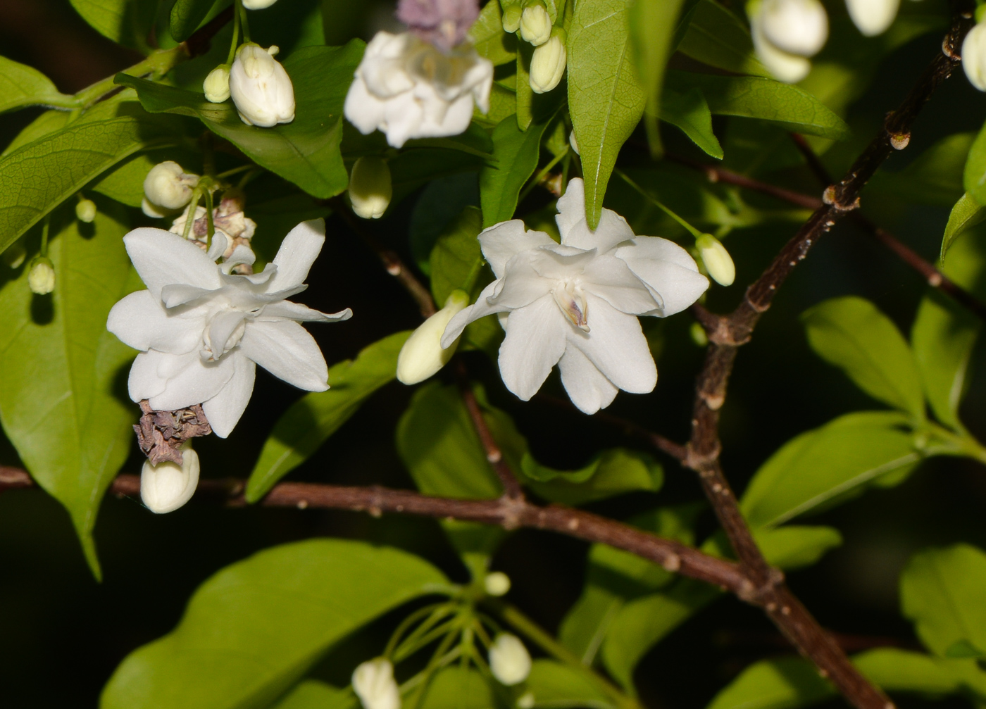 Изображение особи Wrightia religiosa.