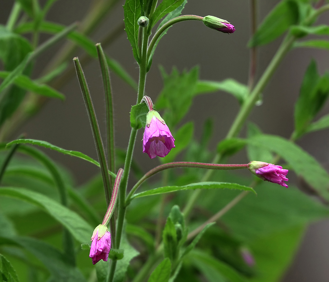 Изображение особи Epilobium hirsutum.