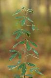 Chamaecytisus ruthenicus