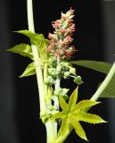 Ricinus communis. Соцветие с цветками и бутонами. Иркутская обл., г. Иркутск, территория административного здания, в культуре. 14.09.2016.