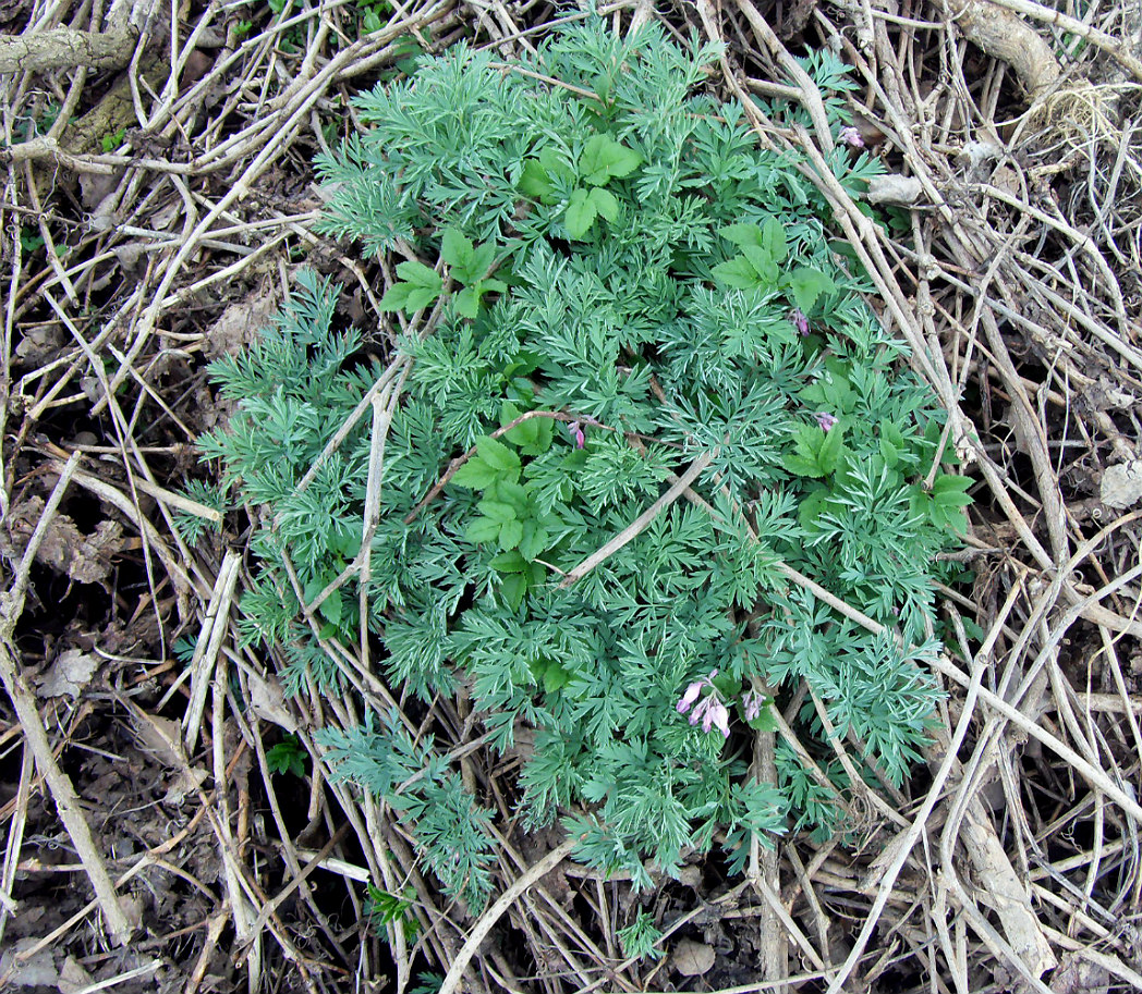 Image of Dicentra formosa specimen.