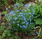 Omphalodes cappadocica