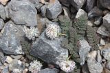 Cysticorydalis fedtschenkoana. Цветущее растение. Южный Казахстан, Сайрам-Угамский национальный парк, под Сайрамским пиком на высоте 2747 м н.у.м., на скальной осыпи. 29 июня 2018 г.