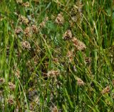 Carex pachystylis. Верхушки цветущих растений. Восточный Казахстан, г. Усть-Каменогорск, правый берег р. Иртыш, остепнённый луг. 21.05.2018.