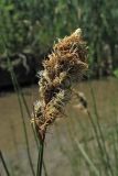 Carex disticha