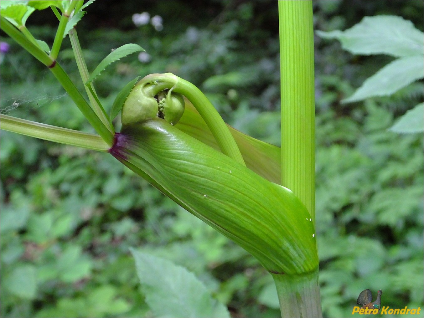 Изображение особи Angelica sylvestris.