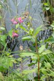 Impatiens glandulifera. Верхушка цветущего и плодоносящего растения. Финляндия, муниципалитет Савонлинна, окр. туркомплекса Харьюн Портти, берег оз. Пихлаявеси, травяно-кустарниковая растительность у обочины дороги по дамбе. 05.08.2018.