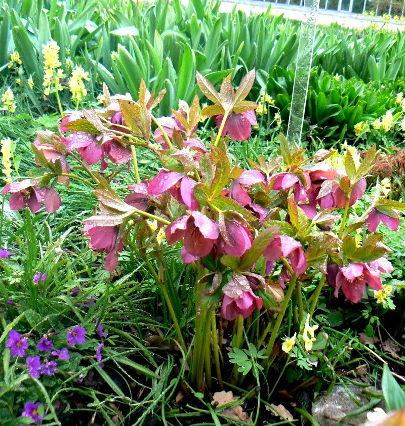 Image of Helleborus abchasicus specimen.