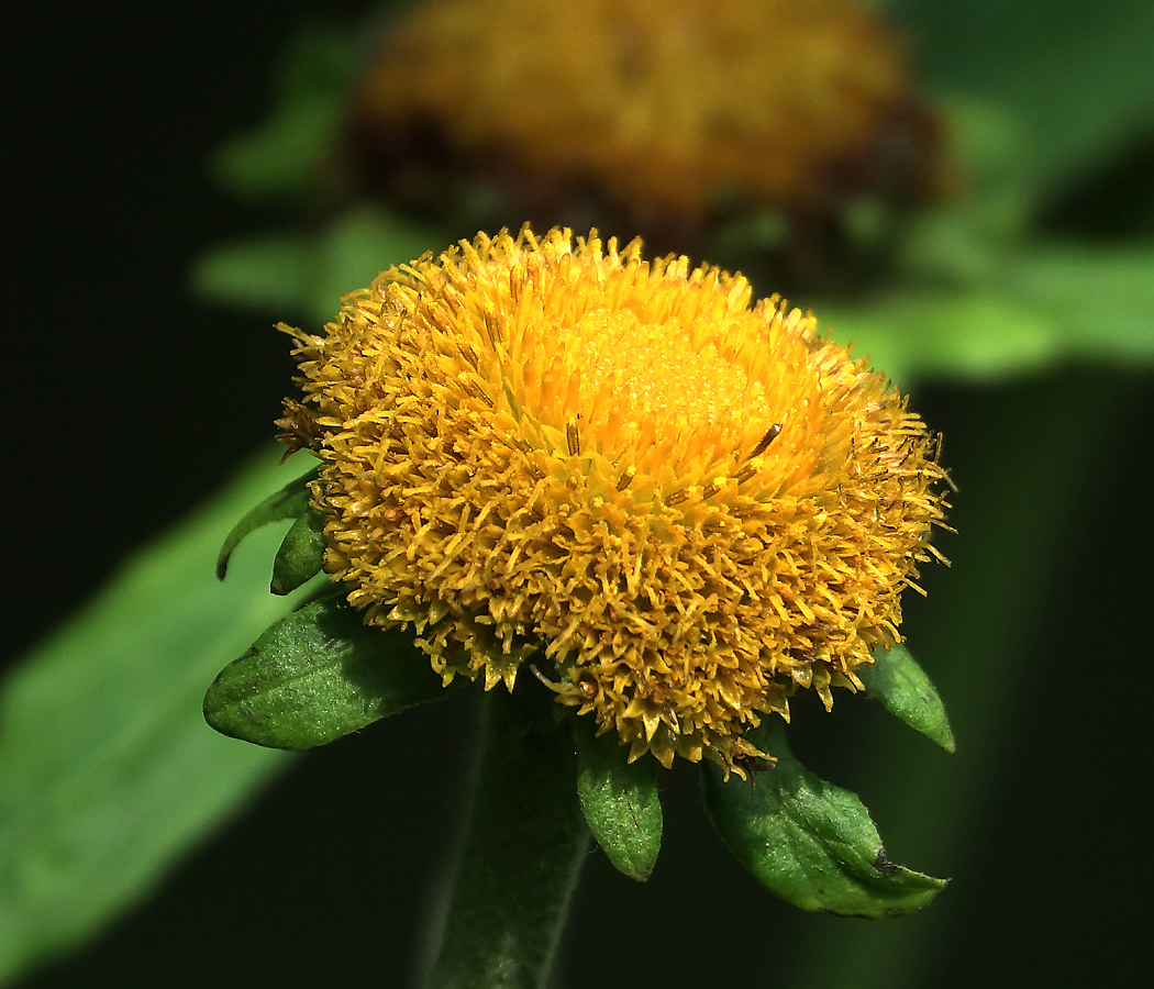 Изображение особи Telekia speciosa.