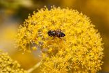 Ferula communis