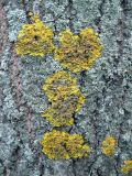 Xanthoria parietina