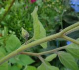 Physalis peruviana