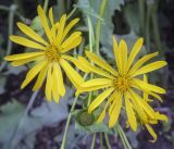 Silphium perfoliatum